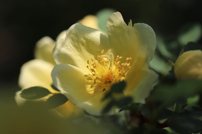 Treasured Whispers